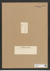 Diatomeae indet. Zeichnungen Sammlung Grunow Nr. 5944 (NHMW-BOT-W0374415)